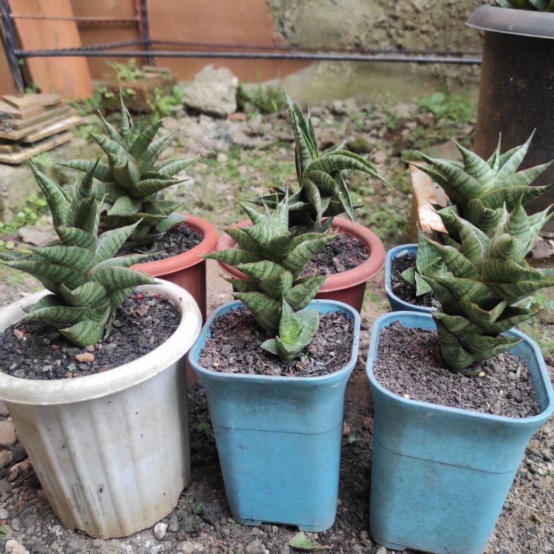 Sansevieria Hybrid Sindoro remaja