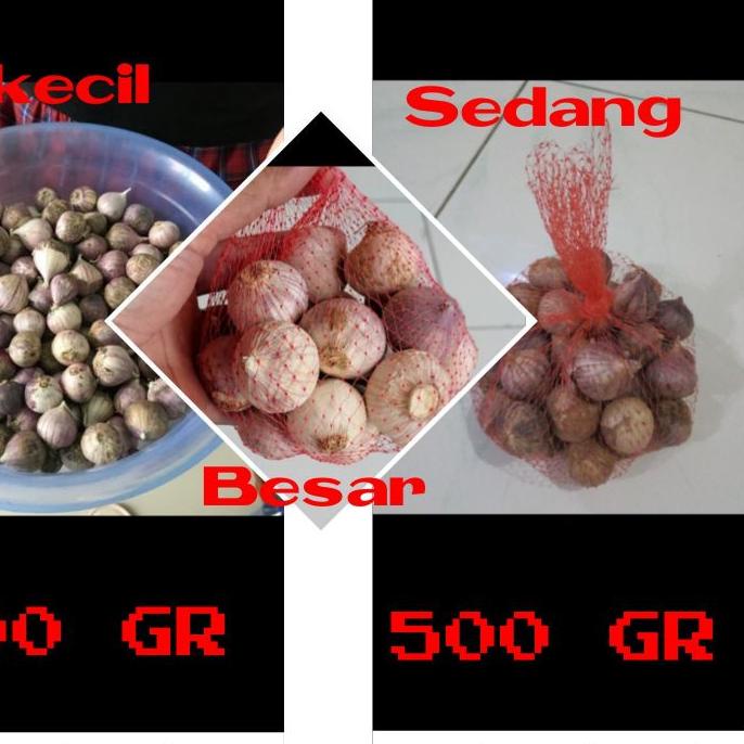 

Limited | KI3 | Bawang putih tunggal ukuran kecil sedang besar 500gr / Bawang lanang 500 gram herbal alami