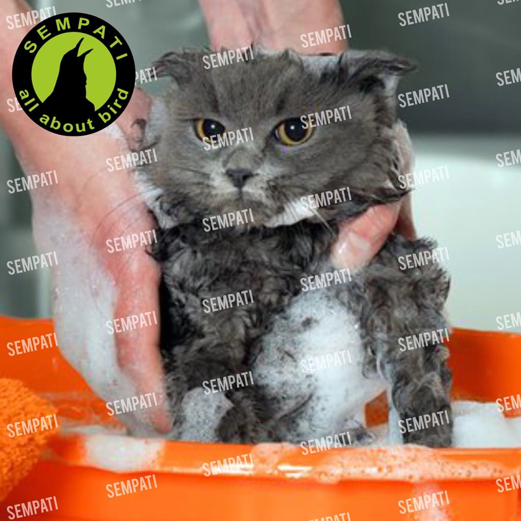 Shampo Sampo Kucing Anjing Anti Kutu Bulu Sehat Shampoo Snowbell 30 Ml Obat Kutu Scabies Sampo Kucing Anjing Kelinci Sugar