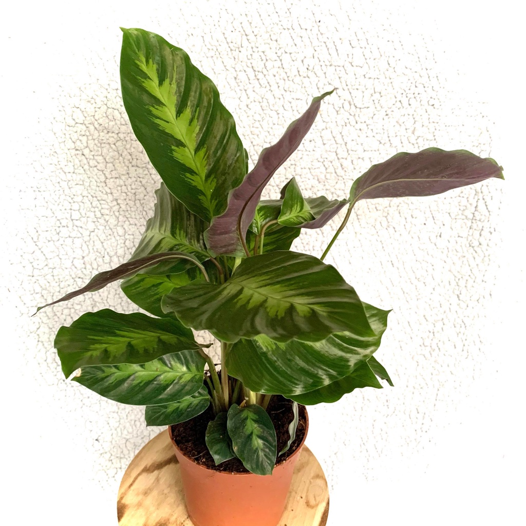 Tanaman Hias Calathea Luisae - Kalatea Luisae - Indoor