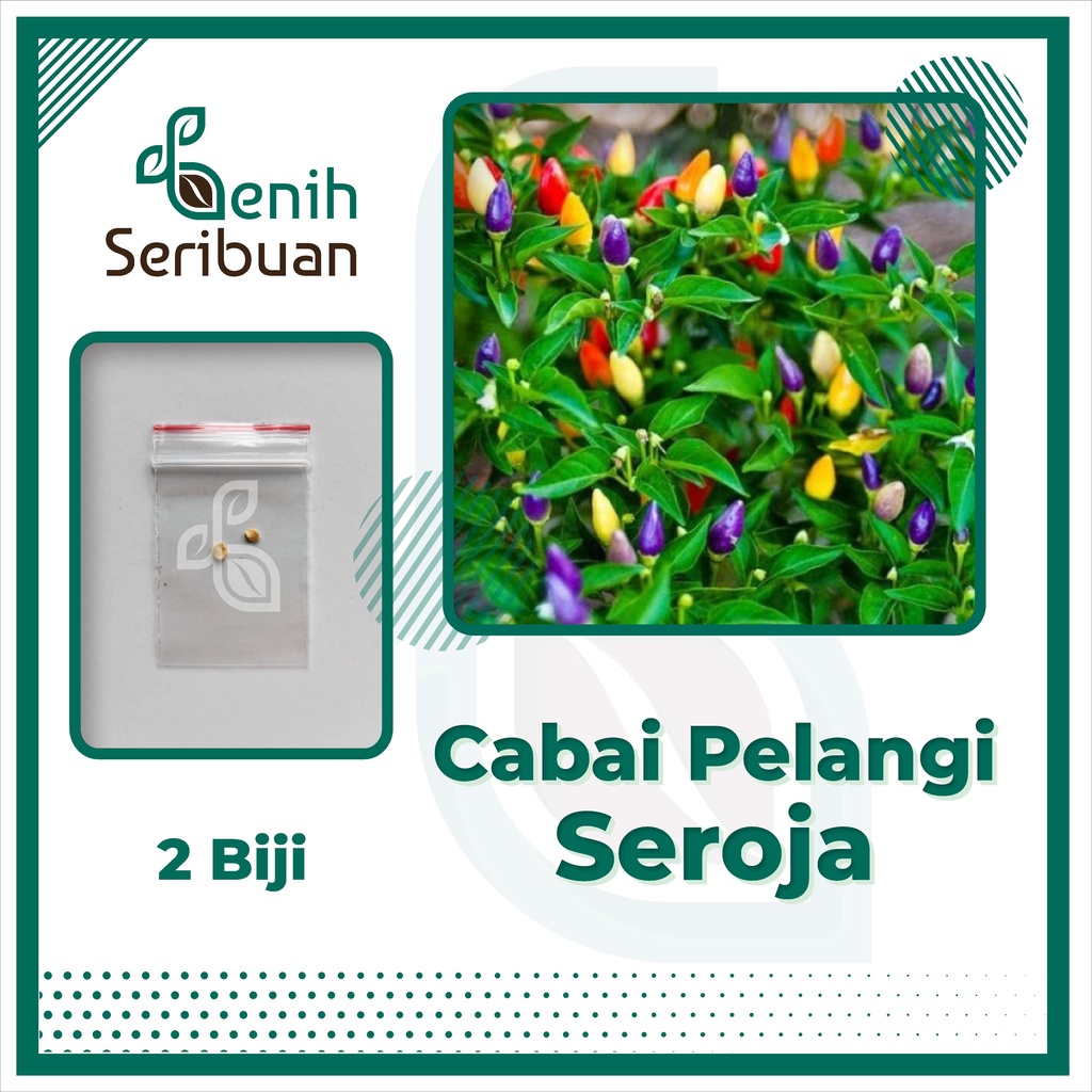 Benih Seribuan - 2 Bibit Cabe Hias Pelangi Seroja Rainbow Unggul