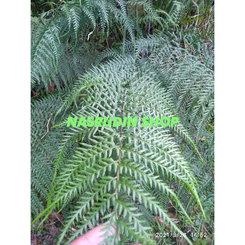 

[Fresh] TANAMAN HIAS PAKIS LEATHERLEAF / PAKIS PERAK