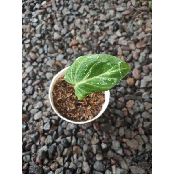 philodendron gloriosum dark form real pict