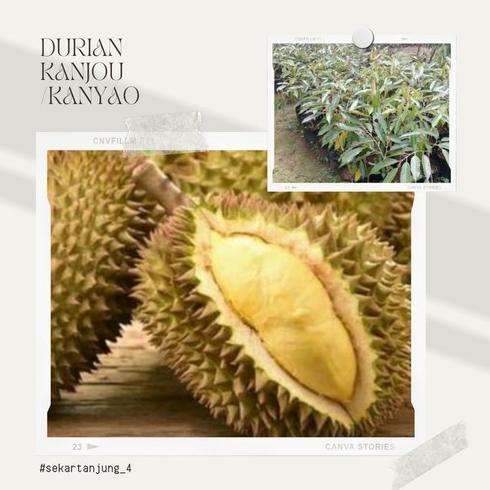 Bibit Durian Kanyao Thailand Kaki 3 tinggi 1 meter super