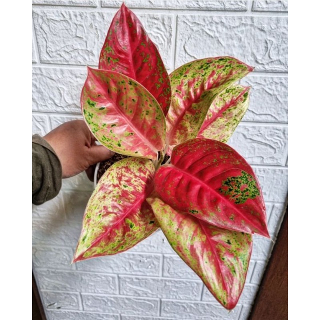aglonema bigroy mutasi perfect - tanaman hias aglonema merah murah - aglonema merah - aglonema bigro