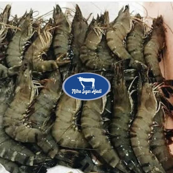 Udang Black Tiger / Tiger Prawn @1kg