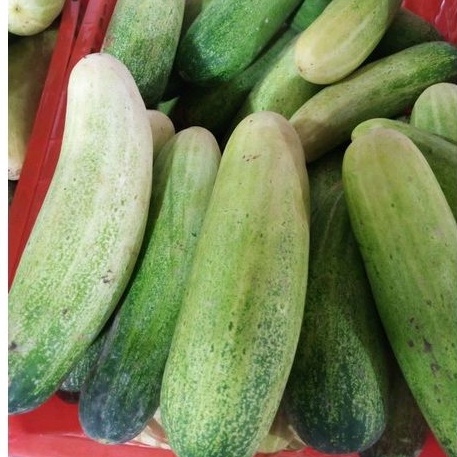 

TIMUN MENTIMUN 500gr