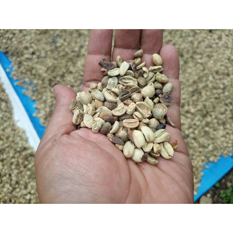 

greenbean kopi java arabica cabutan