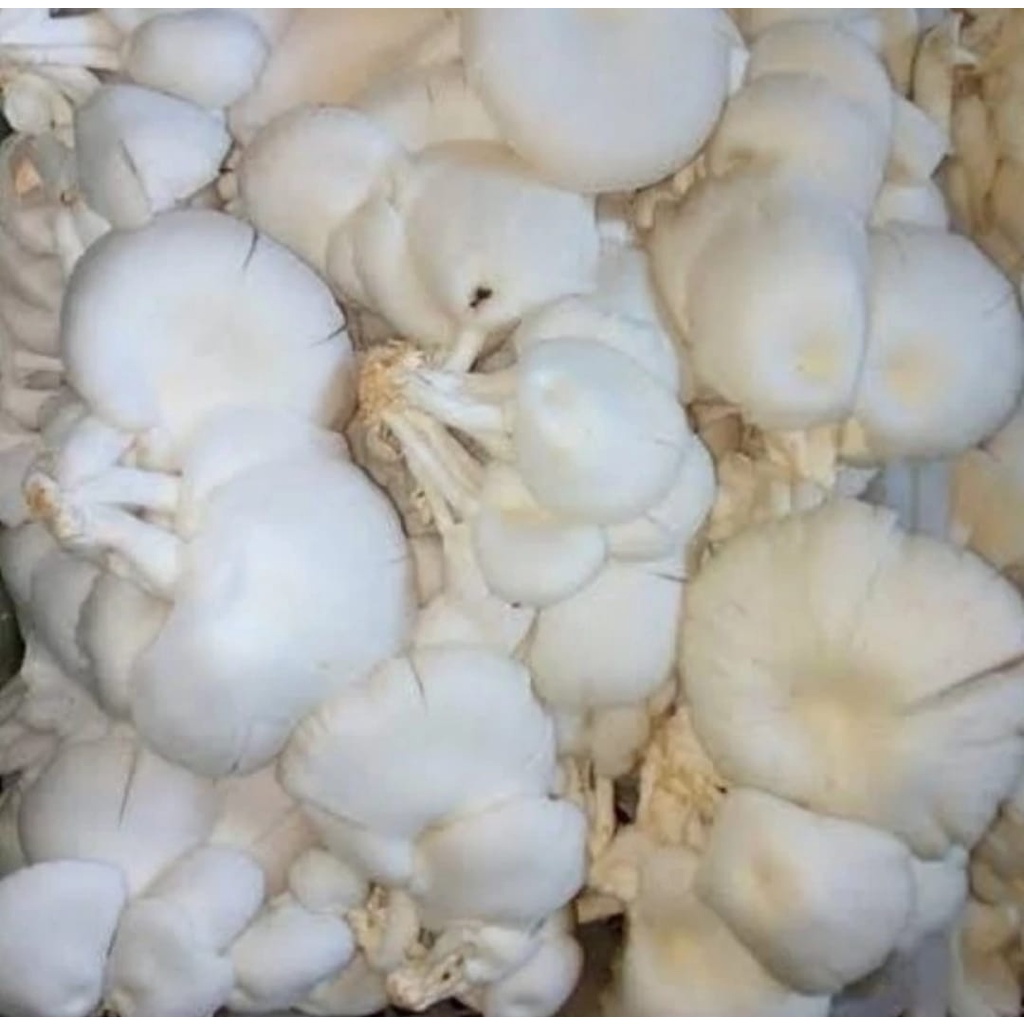 

JAMUR MERANG 250 GRAM