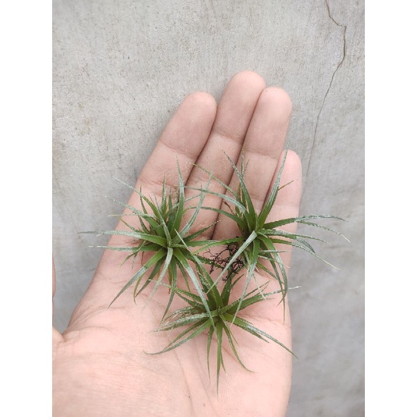 Paket 3 Anakan Tillandsia utriculata