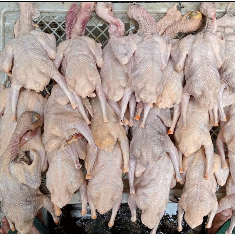 

daging burung dara tua segar 1ekor