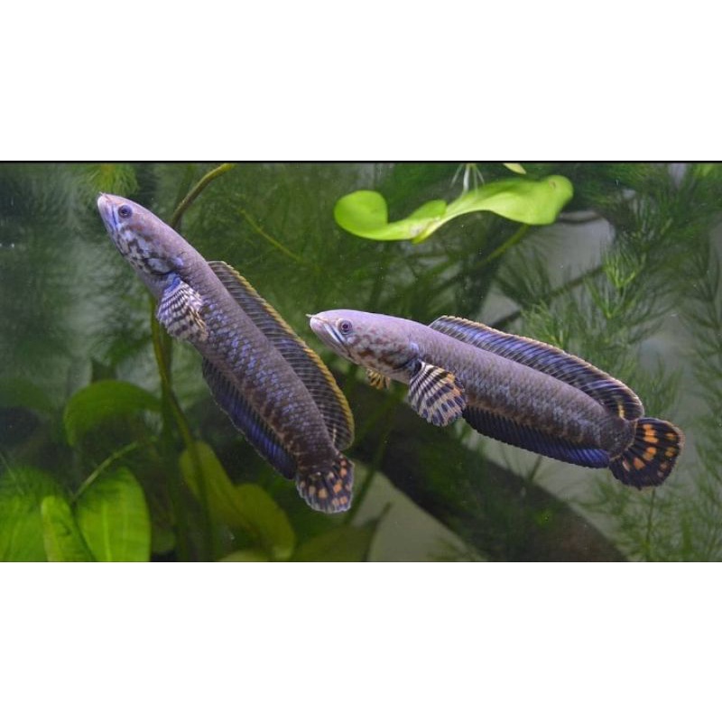 ready Chana bleheri 1 pair full dot size 5-8 cm isi 2