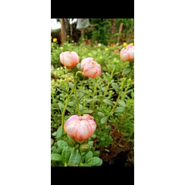 mossrose /krokot import duna