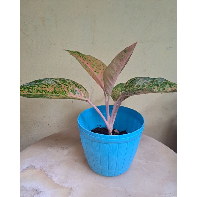 Aglonema Bigroy tunggal dan Rumpun 6+