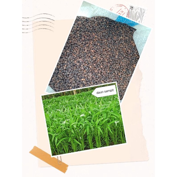 Benih Kangkung Daun Sempit 1 kg