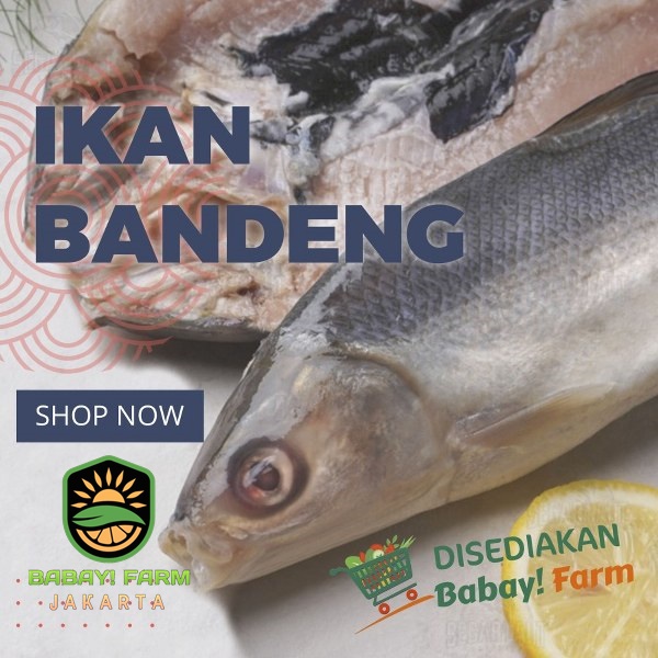 

Ikan Bandeng Segar 500gr / 1kg