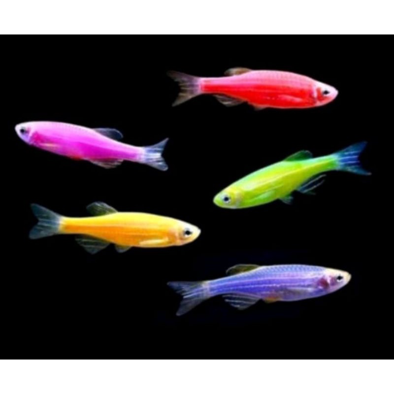 zebra danio hiasan akuarium