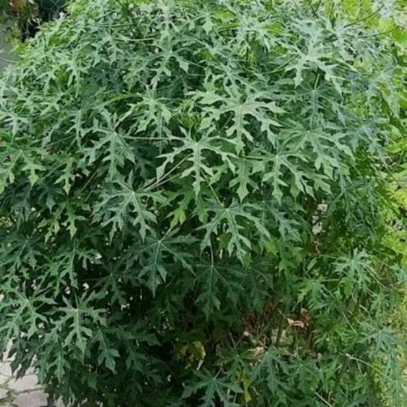 

DAUN PEPAYA JEPANG DAUN GEDI 100gr 1 ikat