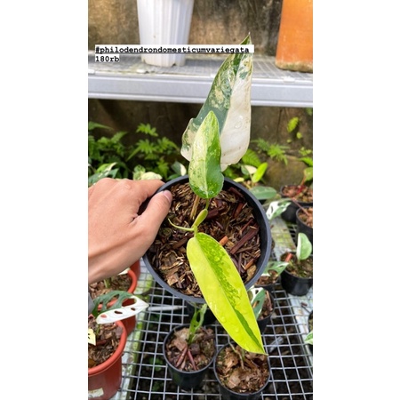 philodendron domesticum varigata