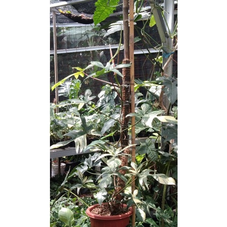 Flobe Florida Beauty