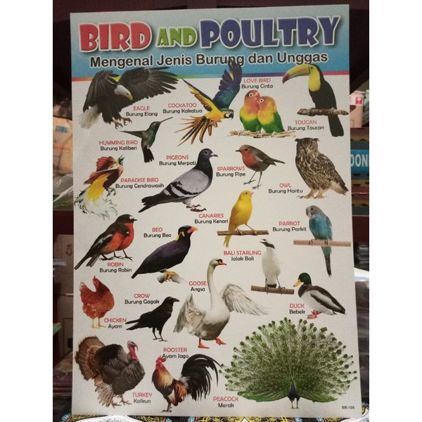 

Poster Belajar Anak Mengenal Jenis Burung & Unggas