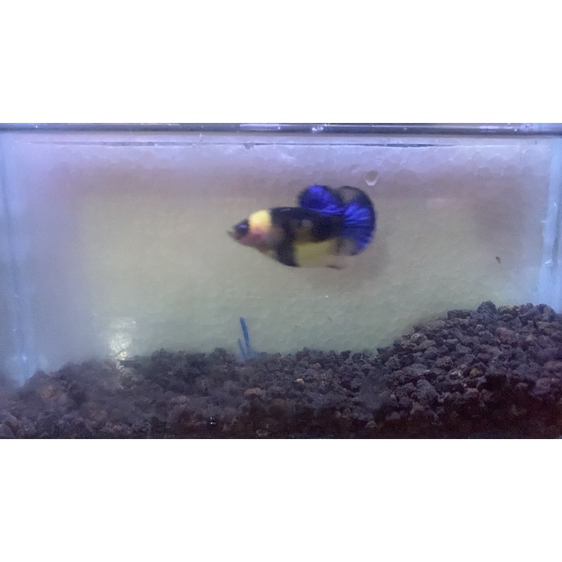 cupang yellow koi