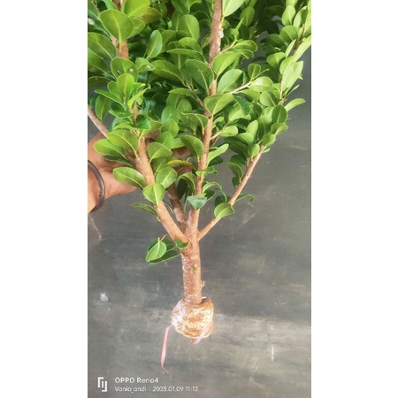 ficus compacta bahan pecah batang