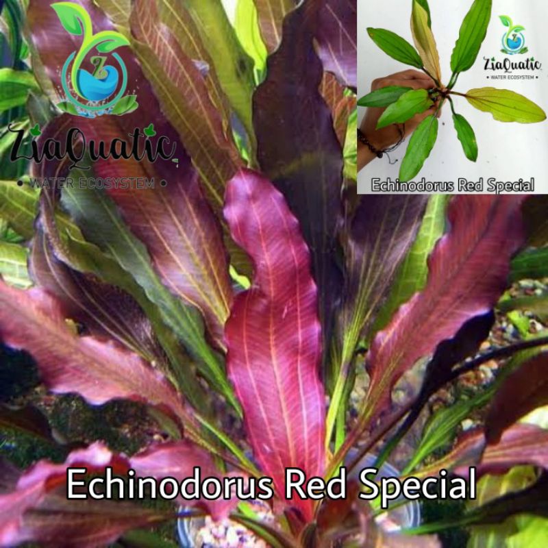 Tanaman Aquascape Echinodorus Red Special
