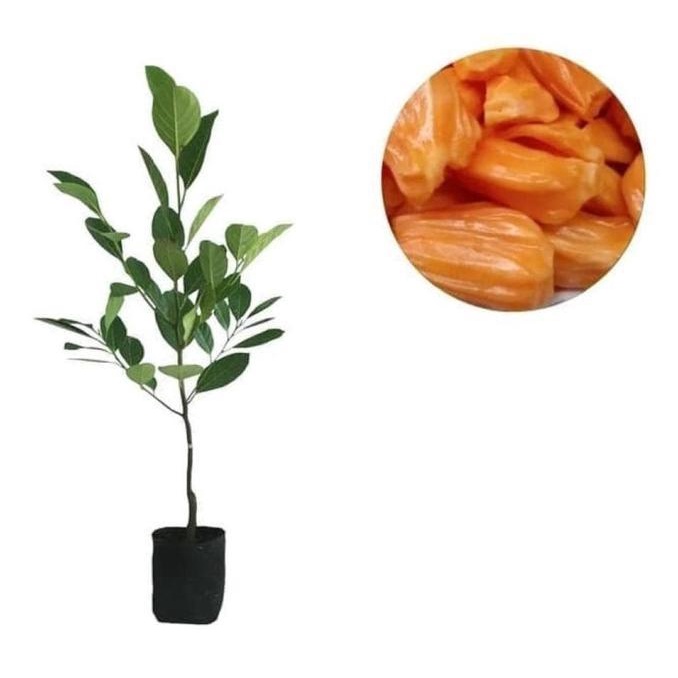 VIRALL Bibit Tanaman Buah Nangka Mini Pohon Nangka Bibit Nangka Mini