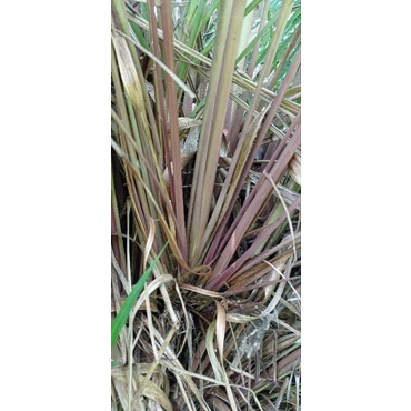 Bibit serai merah/bibit serai wangi/bibit serai wulung