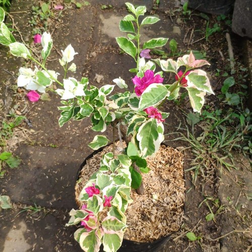 Tanaman Bougenville varigata 2 warna plus