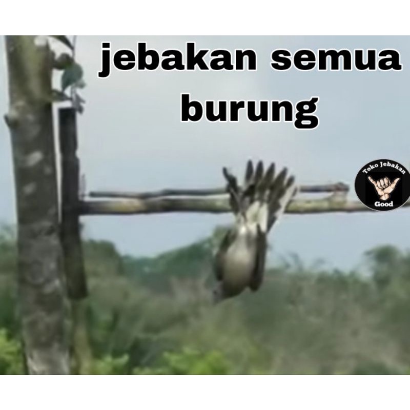 jebakan burung tekukur,kutilang,trucukan