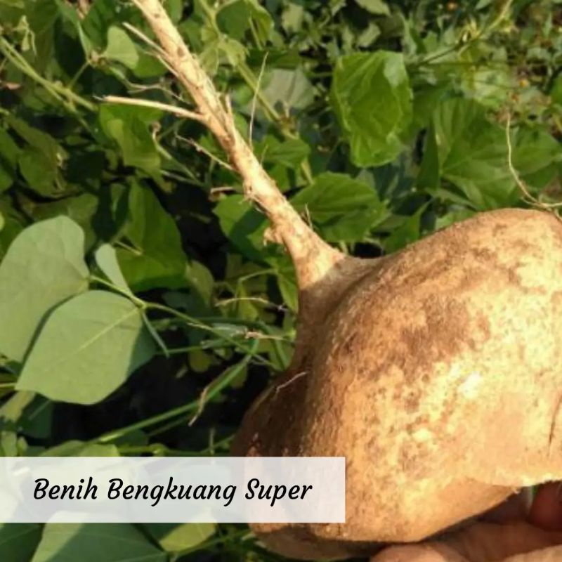 Benih Bengkoang Super Benih Sayuran