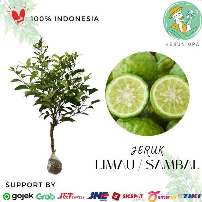 Jual Joss Bibit Jeruk Limaulimo Berbuah Pohon Jeruk Sambal Sudah Berbuah Viral Shopee Indonesia 9886