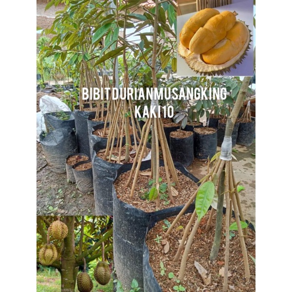(√COD)Bibit Durian MUSANGKING Kaki 10