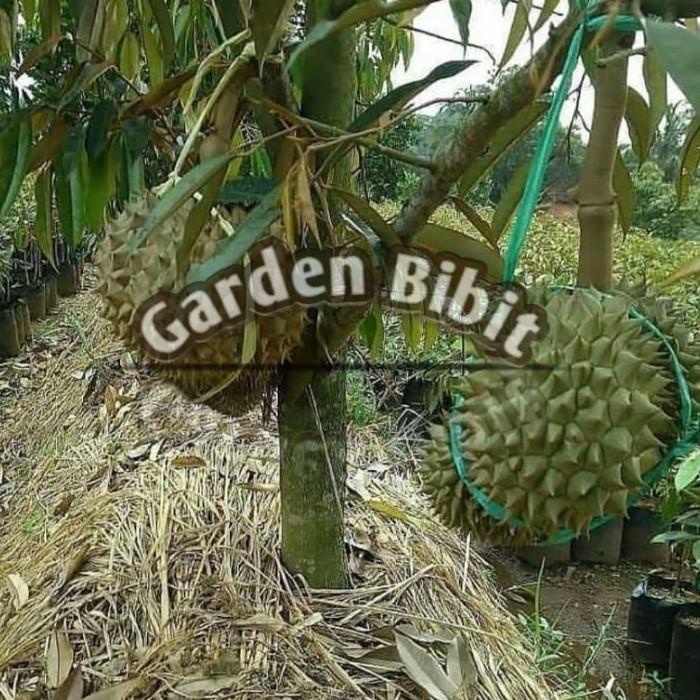 Bibit Buah Durian Bawor Bisa Berbuah Pohon Pendek Bibit Hasil