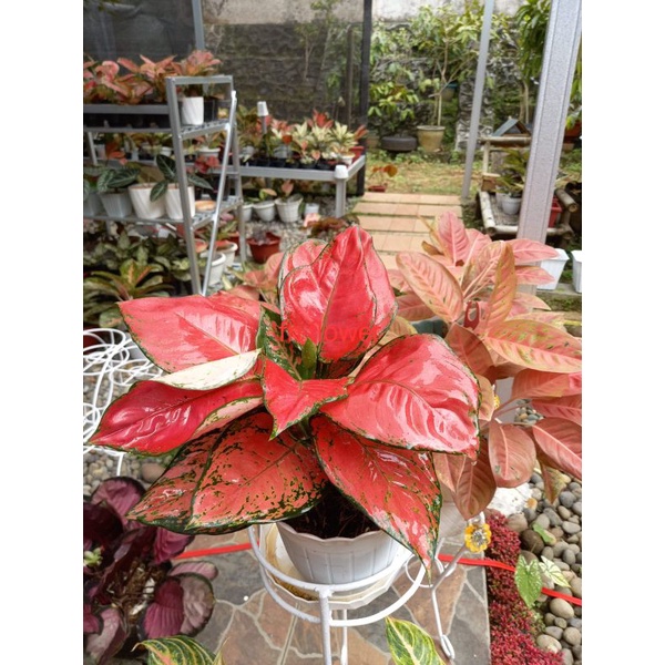 Red Anjamani Jumbo Indukan