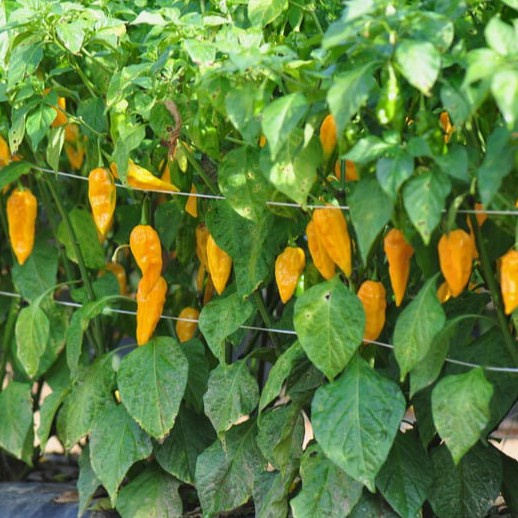 Benih Seribuan - 2 Bibit Cabe Raksasa Sweet Italian Pepper Yellow Unggul