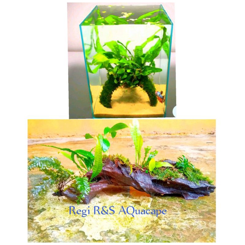 Rentek kayu AQuascape