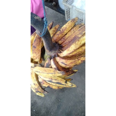

Buah Pisang Agung / Tanduk 1 sisir