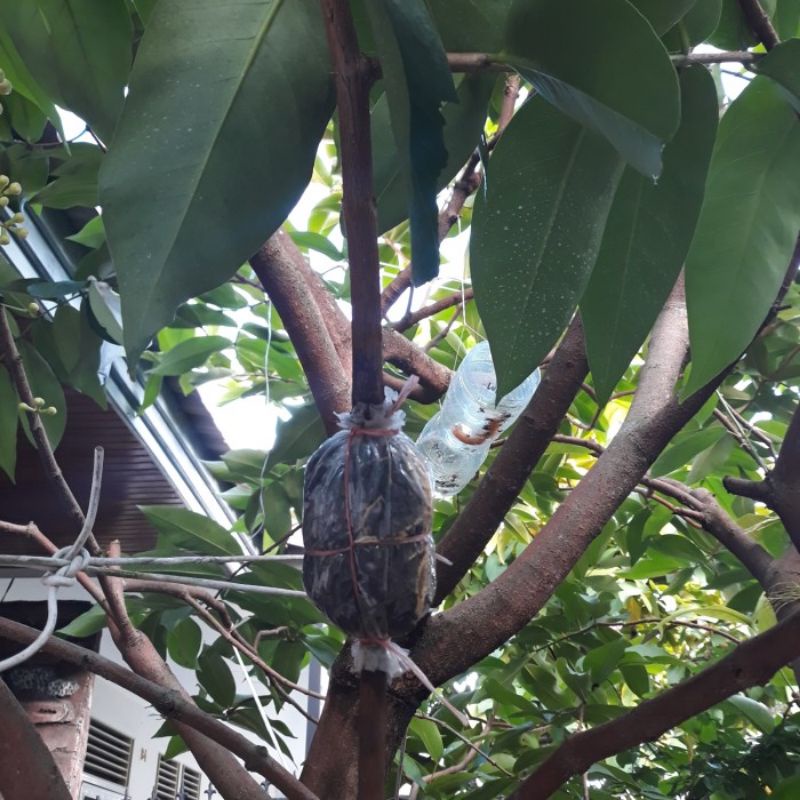 bibit jambu air/jambu madu