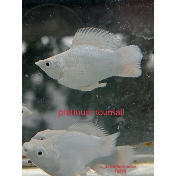 molly balon platinum roundtail