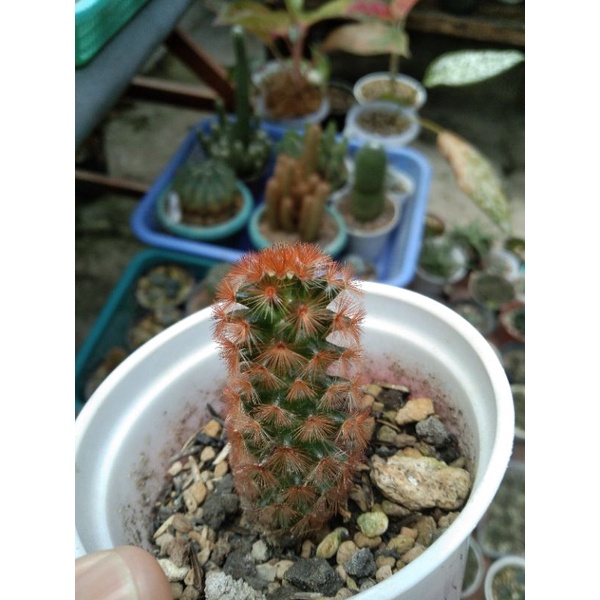 mamillaria carmenae rubra