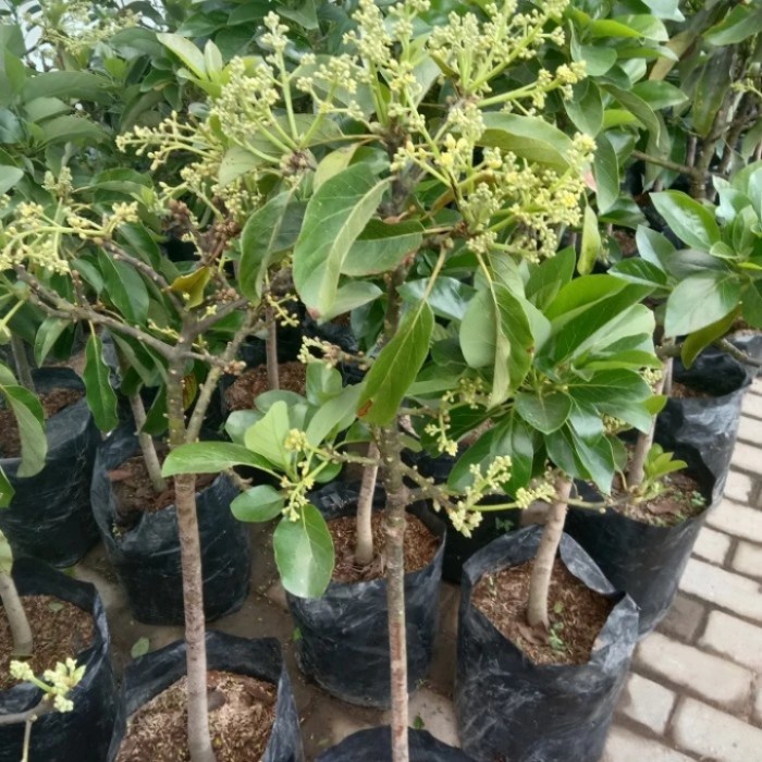 Bibit Alpukat Kondisi Berbunga . (jenis aligator dan kelud)