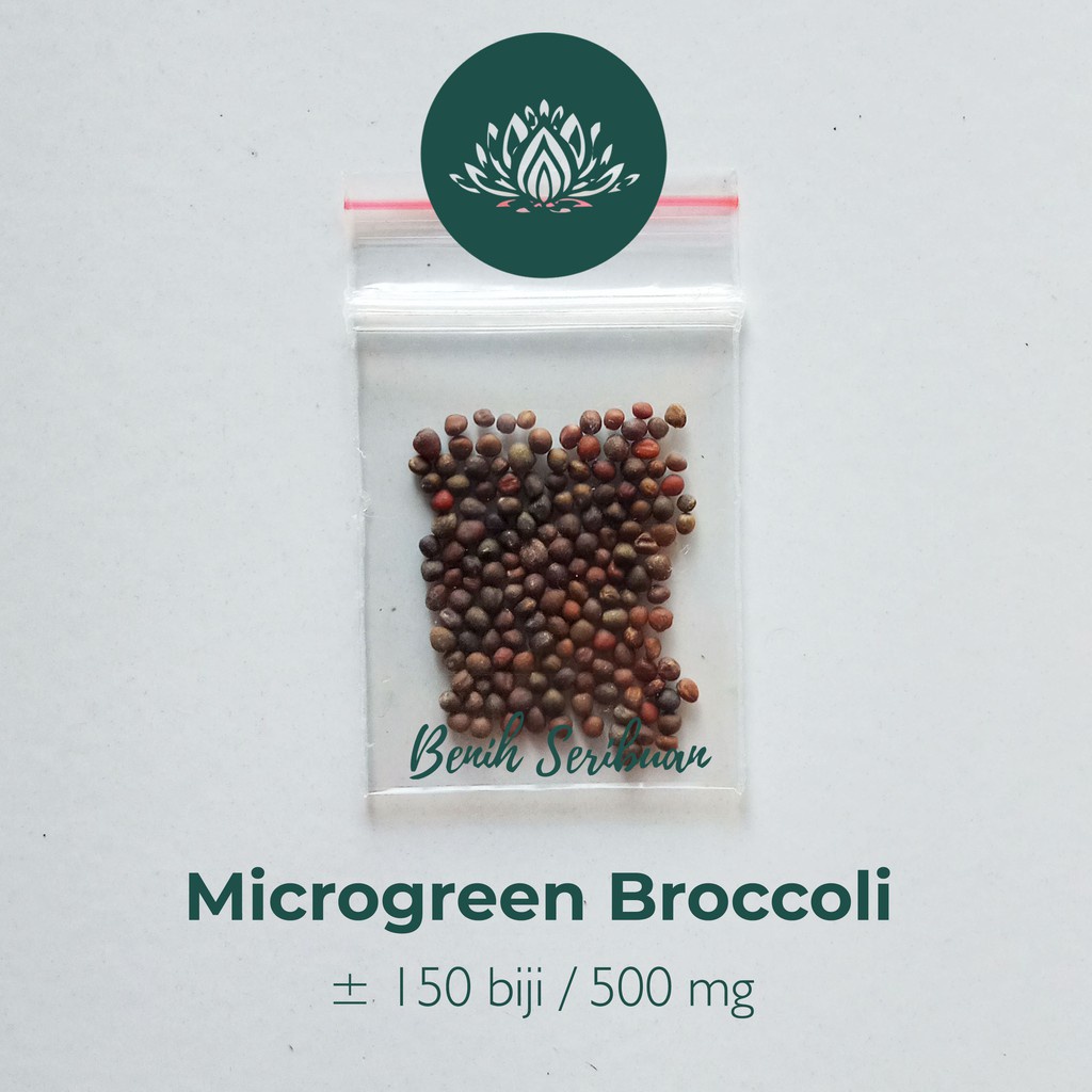 Benih Seribuan - 150 Bibit Microgreen Broccoli Sprout Organik Unggul