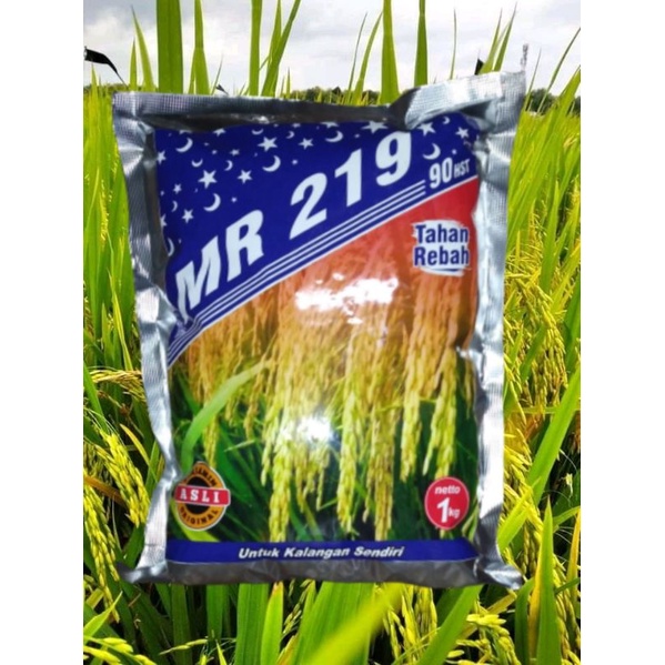 Benih Padi MR 219 baru