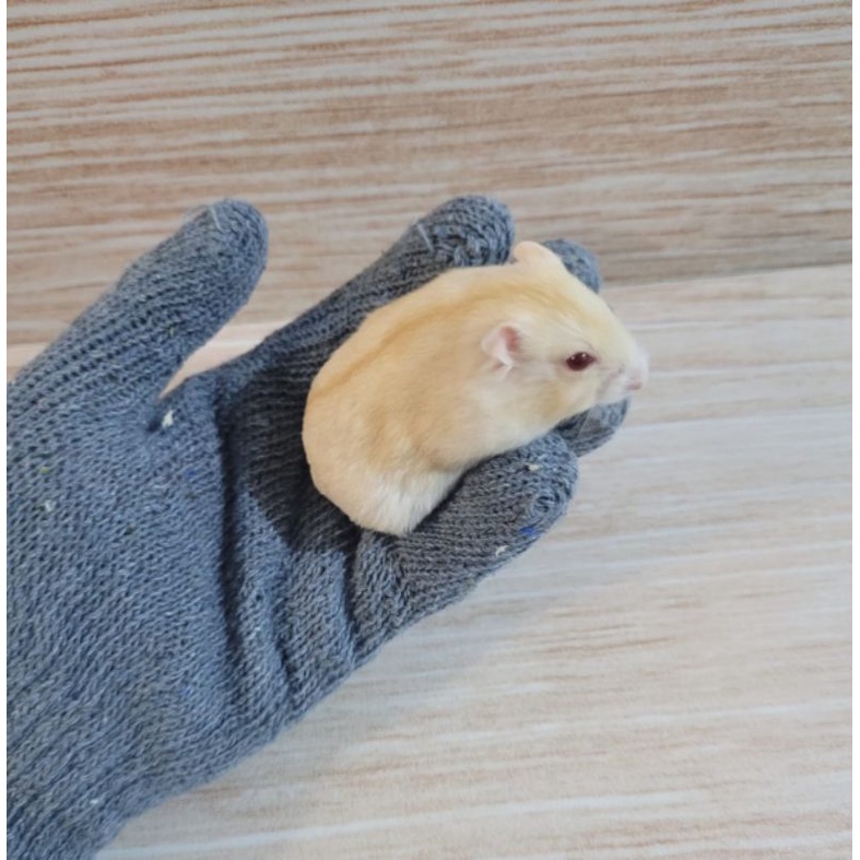 Sarung Tangan Kain Rajut 1 Pasang All Size Pegang Hamster, Tanaman