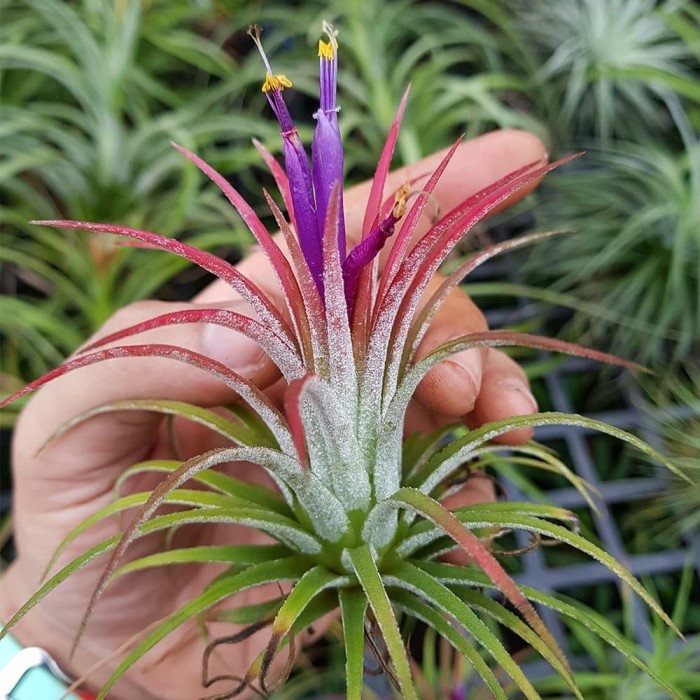 Benih Tillandsia Ionantha Rubra - Tanaman Hias Bunga / Air Plant / Terrarium