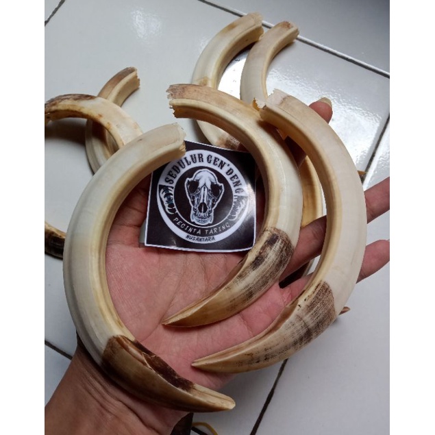TARING BABI ASLI 14CM JUMBO JAMINAN ORIGINAL