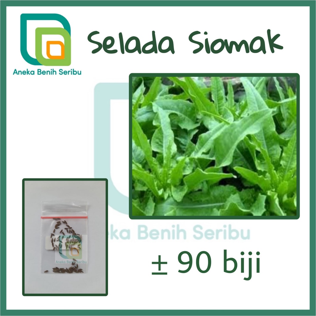 Jual 90 Benih Selada Siomak Pointed Leaf Aroma Wangi Bibit Known You Seed Tanaman Sayur Repack
